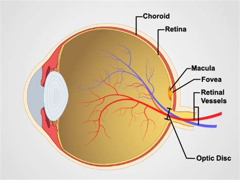 Ophthalmoscopic Functioning and Examination of the Fundus | Physical ...