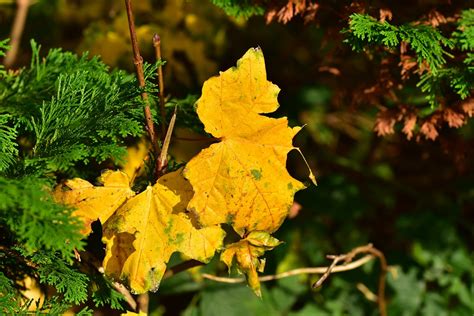 Fall Leaves Yellow - Free photo on Pixabay - Pixabay