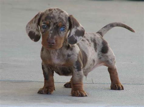 Blue Dapple Miniature Dachshund For Sale | PETSIDI