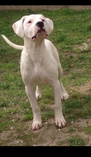 Dogo Argentino Puppy for Sale - Adoption, Rescue for Sale in Fairfield ...