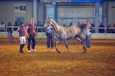 International Horse Exhibition Editorial Photo - Image of gray, horsewoman: 30917556