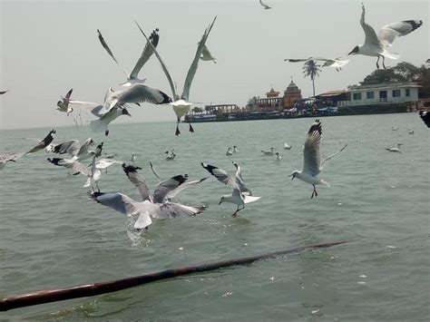 Migratory Birds At Chilika Lake Of Odisha | IAS Abhiyan