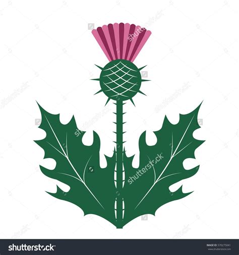 Thistle - symbol of Scotland. Vector illustration. | Illustration ...