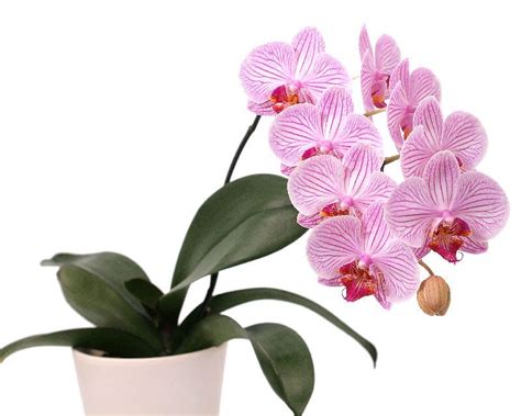 How to grow stunning Moth Orchids | Yates