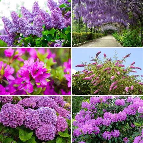 紫色の花の春の茂み