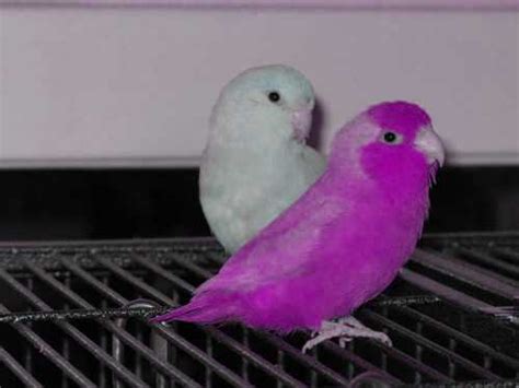 Parrotlets Scotland - Keeping and breeding Parrotlets