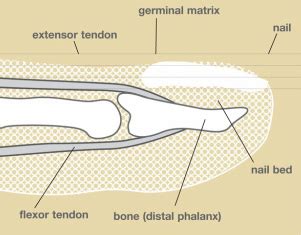 Nail Bed Injuries - KAYVON IZADI MD | HAND WRIST ELBOW ORTHOPEDIC SURGEON