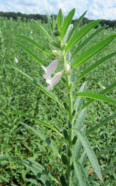 Sesame Production: A New Crop for Florida | Panhandle Agriculture