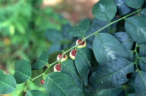 Euphorbiaceae