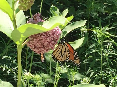 Pollinator Habitat Ideas - Go Green Illinois