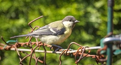 Great tit | Great tit (Parus major) perched on a rusty wire … | Flickr