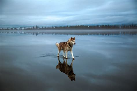Magical Photos Of Siberian Huskies Playing On A Mirror-Like Frozen Lake ...
