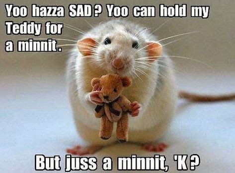 Funniest Rat Quotes | Cute rats, Funny animals, Animal captions