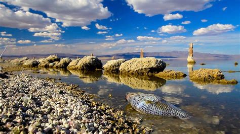 Documentaries focus on Salton Sea, California drought