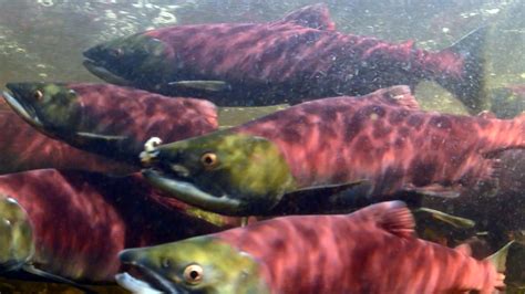 Saving the wild salmon - CBS News