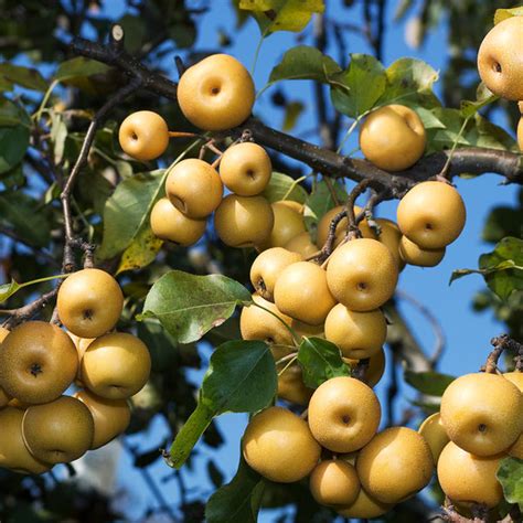 Shinseiki Asian Pear Trees for Sale – FastGrowingTrees.com