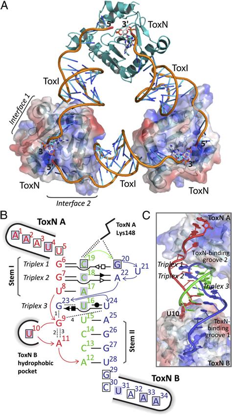 Structure of the ToxIN Bt complex. (A) The trimeric ToxIN Bt complex.... | Download Scientific ...