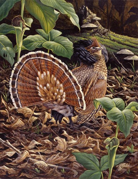 May Display - Ruffed Grouse Painting by Wilhelm Goebel - Fine Art America