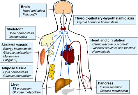 Frontiers | Use of levothyroxine in the management of hypothyroidism: A historical perspective