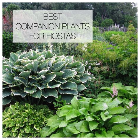 12 Best Companion Plants for Hostas - Longfield Gardens