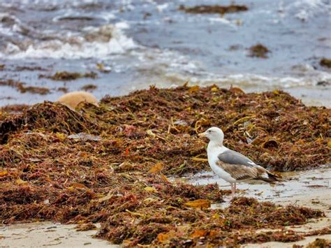 5,000-Mile-Wide Seaweed Bloom Threatens FL's Gulf Coast | Miami, FL Patch