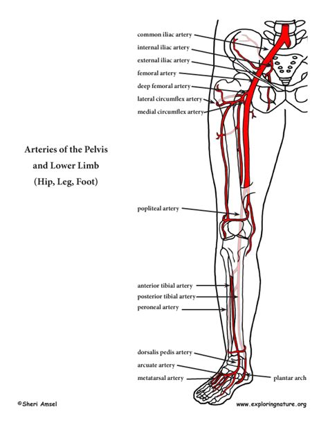 Arteries of the Lower Limb (Pelvis, Leg and Foot) (Advanced*)