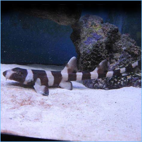 Banded Catshark - Live Gem Factory Ltd.