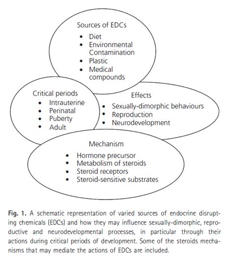 All About Endocrine Disruptors | Precision Nutrition