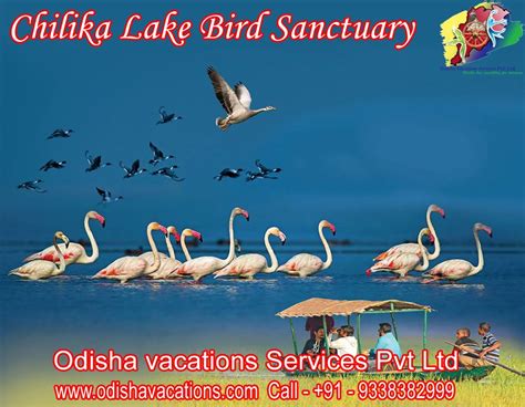 Chilika Lake Wildlife Sanctuary | Wildlife sanctuary, Travel companies, Vacation