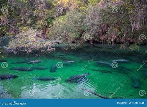 Blue Springs State Park Manatees. Stock Image - Image of mammals, scars: 206221129