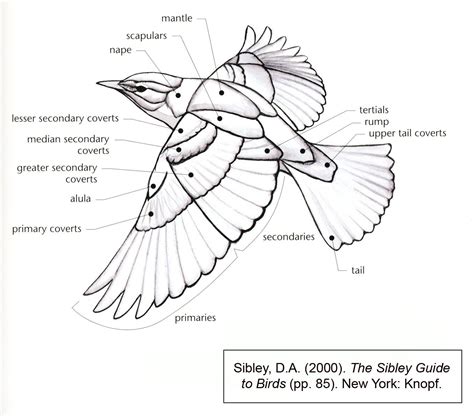 Bird Wing Diagram | Bird drawings, Wing anatomy, Bird wings