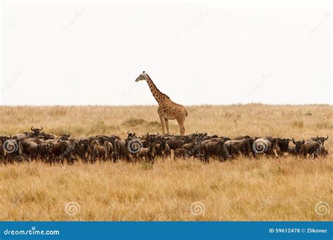 Giraffe and a Herd of Wildebeest in Dry African Savanna Stock Photo ...