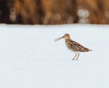 Tracking the Snipe Migration - Project Upland Magazine