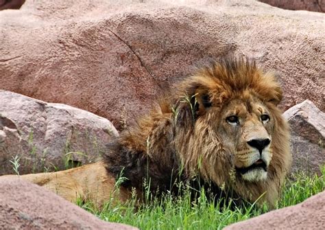 The Best Toronto Zoo Tours & Tickets 2019 | Viator