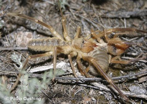 Solifugae | AAS | American Arachnological Society