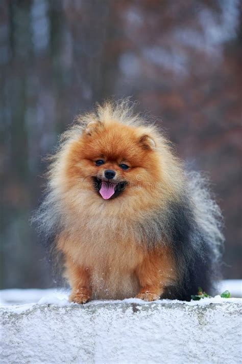 The Dog Breed Pomeranian Spitz Stock Photo - Image of breed, puppy: 145791016