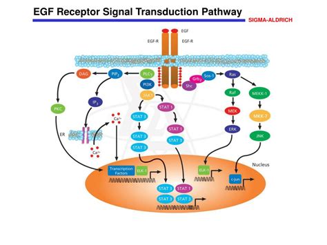 PPT - EGF Receptor Signal Transduction Pathway PowerPoint Presentation - ID:6940441