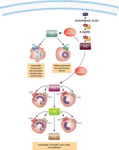 Receptors, Leukotriene; Leukotriene Receptors; Receptors, SRS-A; SRS-A Receptors