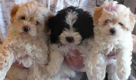 Havapoo Puppies, Havanese Puppies, Baby Puppies, Cute Puppies, Cute ...