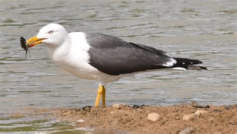 DSC_8730 | Lesser Black - Backed Gull feeding on leftover Am… | Flickr