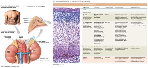 Anatomy of the adrenal gland - sclubjes