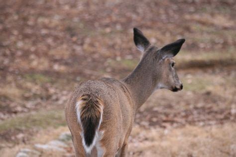 Whitetail Deer Hunting Tips and Strategies for Success