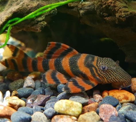 Alenquer Tiger Pleco L397 (Panaqolus sp.) 4cm – ARCY AQUARIUMS