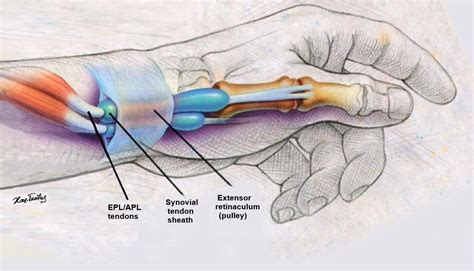 Boston Sports | The Role Of Regenerative Medicine In Orthopedics,…