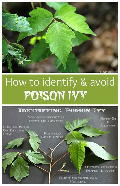 Poison Ivy 101: How To Identify, Treat And Prevent | Poison ivy plants, Garden pests, Plants