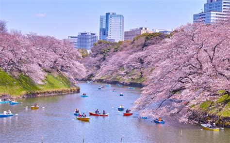 The Best Spots to See Cherry Blossoms in Tokyo - GaijinPot Travel