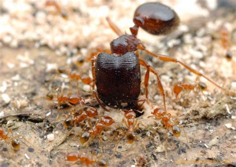 Asian Marauder Ant (Pheidologeton affinis) - minors are 1/500th the ...