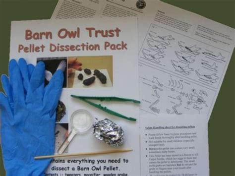 Owl pellet dissection pack - The Barn Owl Trust