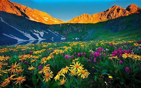 Share more than 80 wild flowers wallpaper - in.coedo.com.vn