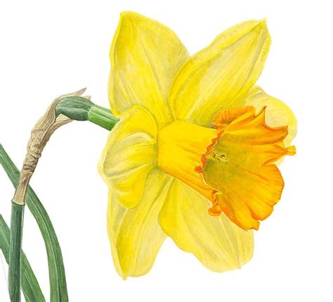 Daffodil Clip Art | Free Download Clip Art | Free Clip Art | on Clipart Library